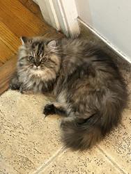 Lost Female Cat last seen Sunview and Broadbiew, Glendale, CA 91208