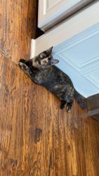 Lost Female Cat last seen Arcadia Lake, Edmond, OK 73013