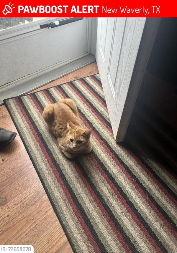 Lost Male Cat last seen Mt Zion N clark road, New Waverly, TX 77358