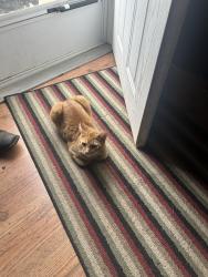 Lost Male Cat last seen Mt Zion N clark road, New Waverly, TX 77358