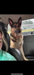 Lost Male Dog last seen Near , Hart County, KY 42713