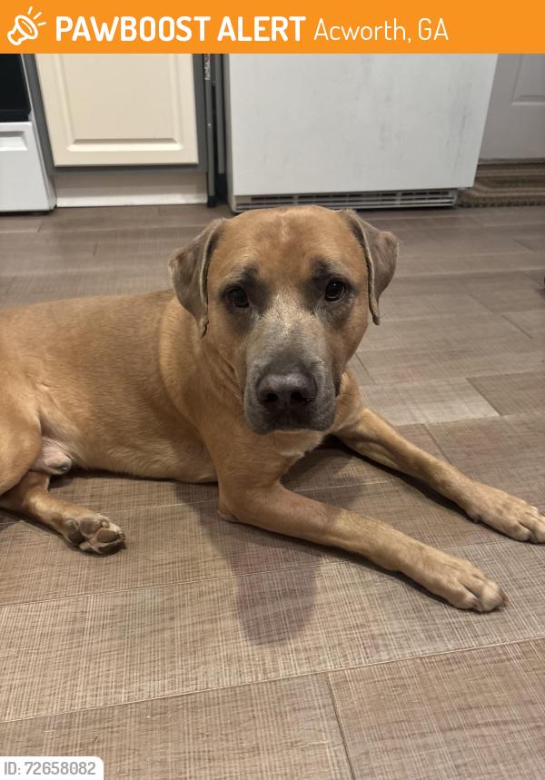 Found/Stray Male Dog last seen Lake Acworth, Acworth, GA 30102