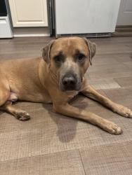 Found/Stray Male Dog last seen Lake Acworth, Acworth, GA 30102