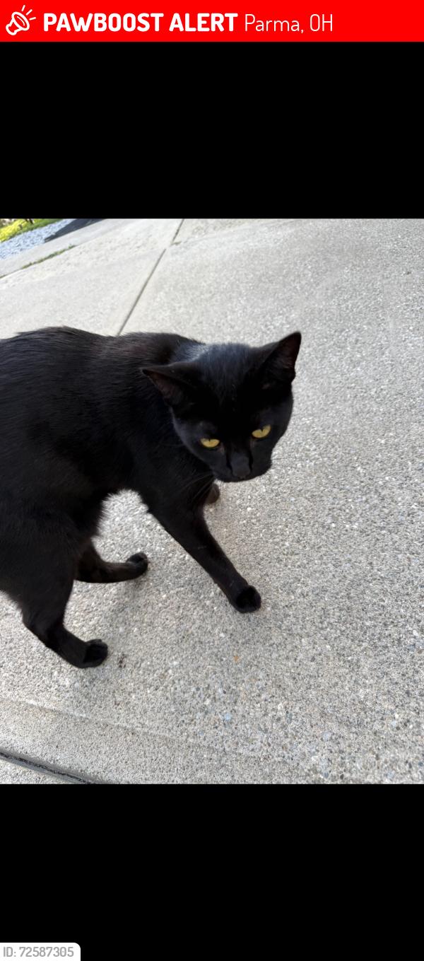 Lost Female Cat last seen On Snow rd by Pearl Rd , Parma, OH 44129
