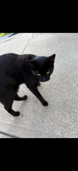 Lost Female Cat last seen On Snow rd by Pearl Rd , Parma, OH 44129
