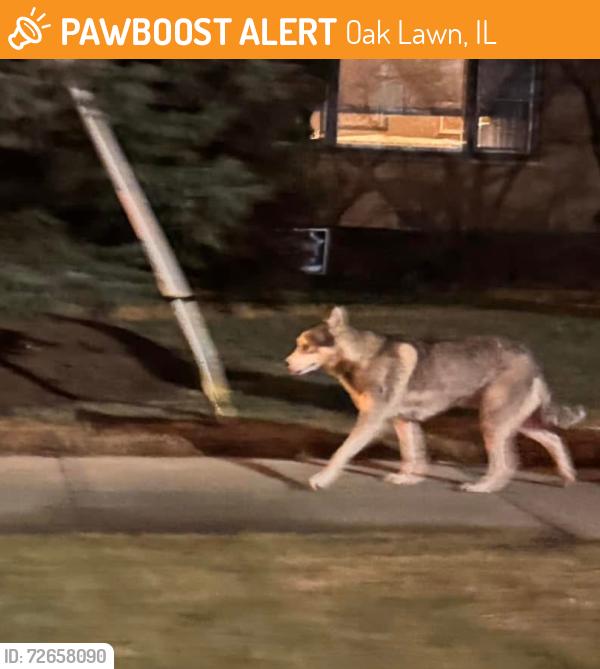 Found/Stray Unknown Dog last seen 93rd and Mobile Ave, headed south towards 95th st in Oak Lawn, Oak Lawn, IL 60453