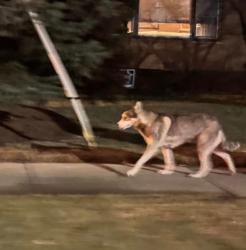 Found/Stray Unknown Dog last seen 93rd and Mobile Ave, headed south towards 95th st in Oak Lawn, Oak Lawn, IL 60453