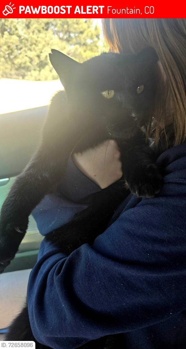 Lost Male Cat last seen Mount view lane and Santa fe, Fountain, CO 80913
