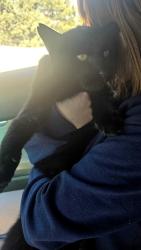 Lost Male Cat last seen Mount view lane and Santa fe, Fountain, CO 80913