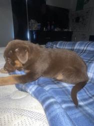 Lost Male Dog last seen Near bayou crest dr, Houston, TX 77088