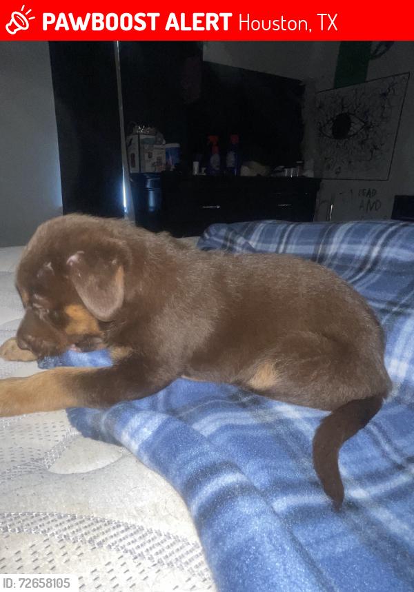 Lost Male Dog last seen Near bayou crest dr, Houston, TX 77088
