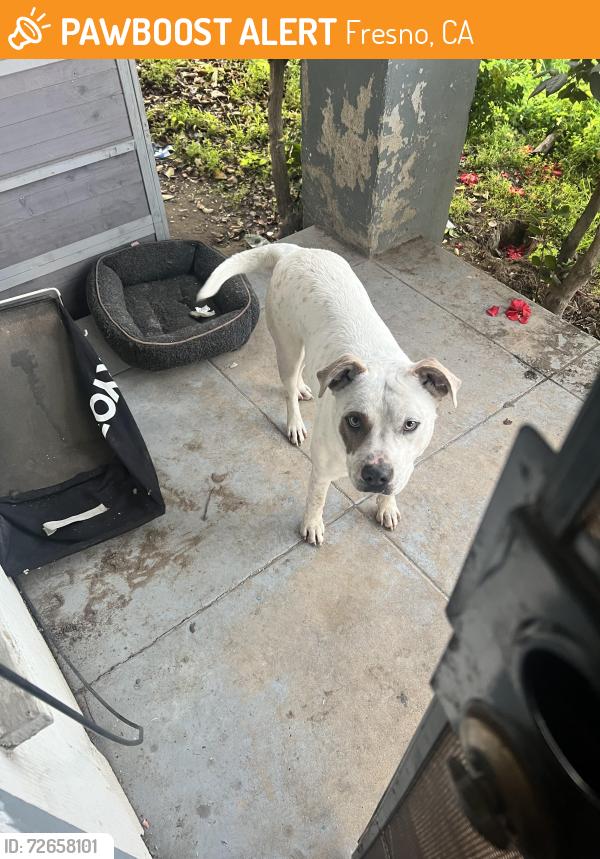 Found/Stray Male Dog last seen Olive & Thesta , Fresno, CA 93703