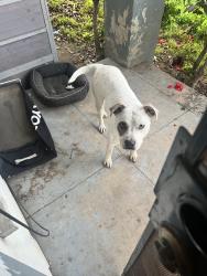 Found/Stray Male Dog last seen Olive & Thesta , Fresno, CA 93703