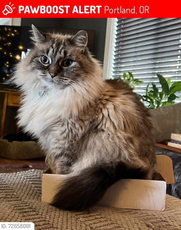 Lost Female Cat last seen Taylor Ct x 121st St Butner Rd/Cedar Hills neighborhood , Portland, OR 97225