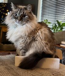Lost Female Cat last seen Taylor Ct x 121st St Butner Rd/Cedar Hills neighborhood , Portland, OR 97225
