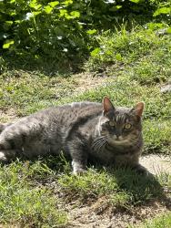 Lost Female Cat last seen Ranch and Elowin Ct, Visalia, CA 93291
