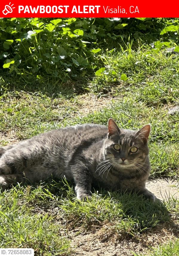 Lost Female Cat last seen Ranch and Elowin Ct, Visalia, CA 93291