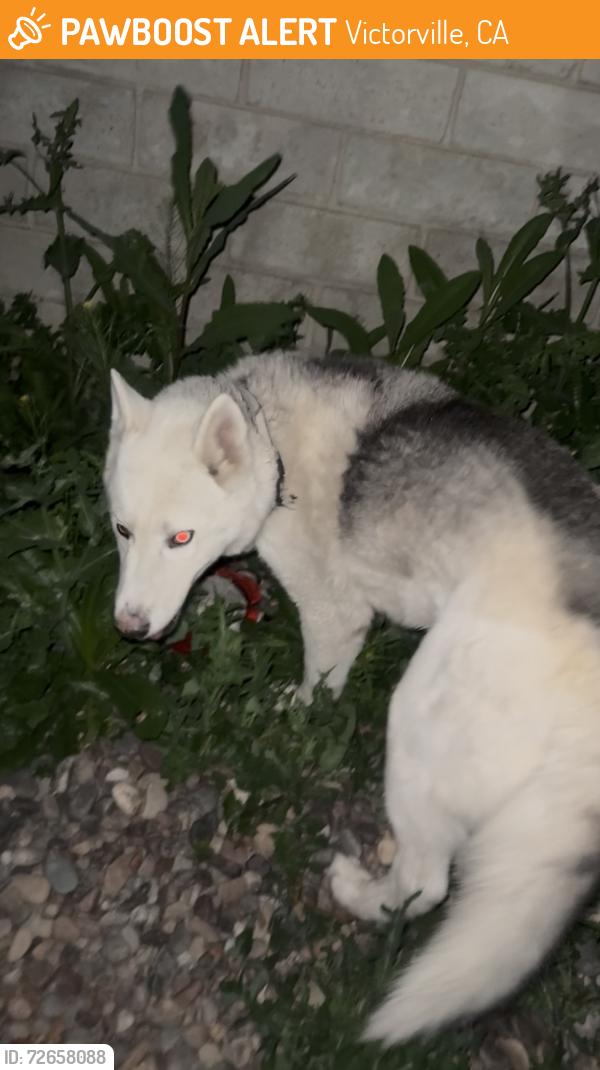 Found/Stray Male Dog last seen Spring Valley Lake, Rancho Bonita Road, Victorville, CA 92395