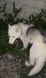 Found/Stray Male Dog last seen Spring Valley Lake, Rancho Bonita Road, Victorville, CA 92395