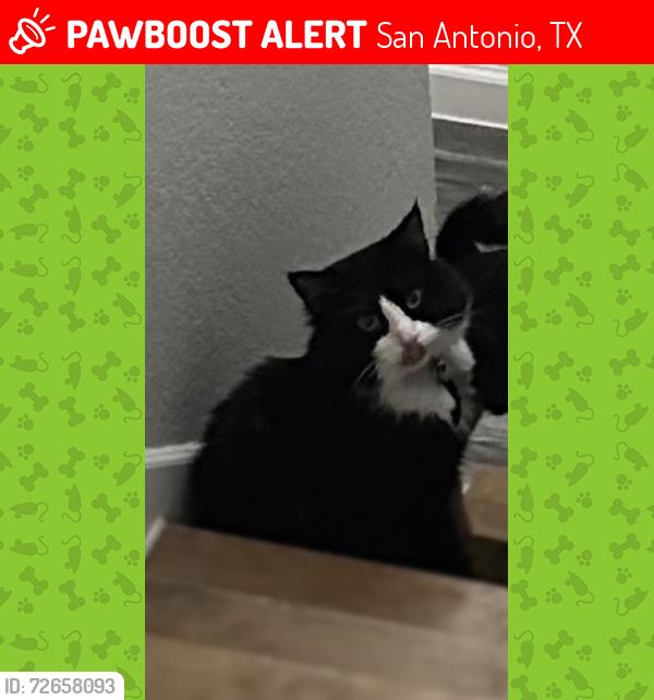 Lost Male Cat last seen Snake canyon, San Antonio, TX 78252