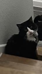 Lost Male Cat last seen Snake canyon, San Antonio, TX 78252
