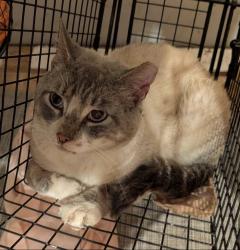 Lost Male Cat last seen 25th Ave NE & NE 75th St, Seattle, WA 98115