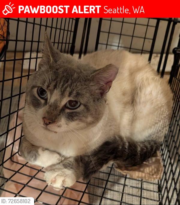 Lost Male Cat last seen 25th Ave NE & NE 75th St, Seattle, WA 98115
