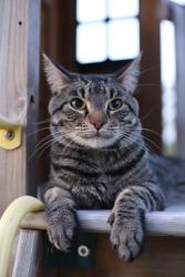 Lost Male Cat last seen 40th Ave E Tacoma 98446, Frederickson, WA 98446
