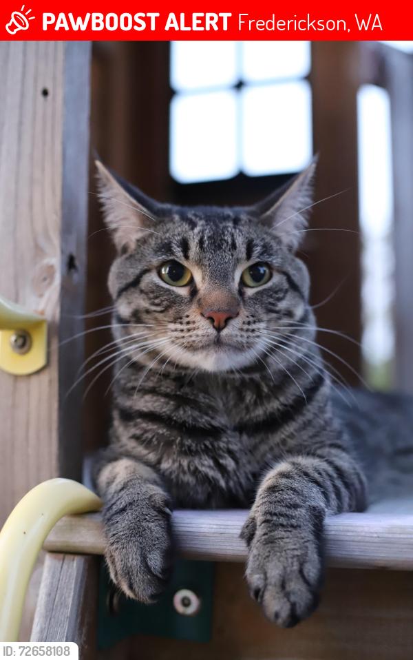 Lost Male Cat last seen 40th Ave E Tacoma 98446, Frederickson, WA 98446