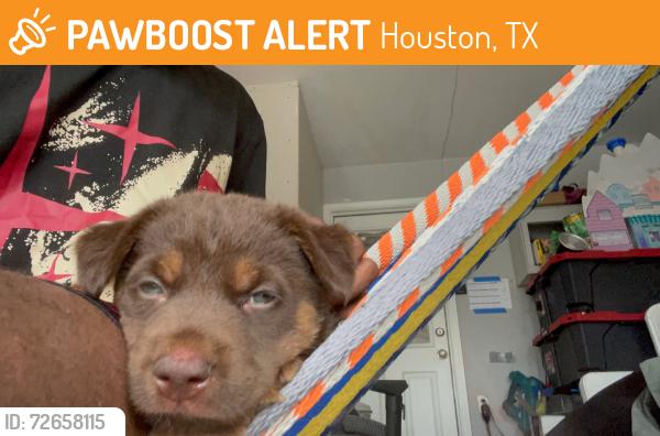 Found/Stray Male Dog last seen Near bayou crest dr, Houston, TX 77088