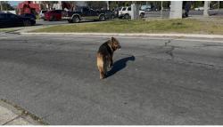 Found/Stray Male Dog last seen Silver Creek Plaza, San Jose, CA 95120