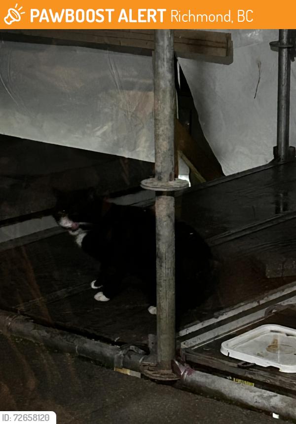 Found/Stray Unknown Cat last seen General Currie road and garden city, Richmond, BC 