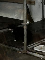 Found/Stray Unknown Cat last seen General Currie road and garden city, Richmond, BC 