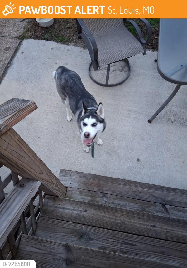 Found/Stray Female Dog last seen Alaska and holly hills, St. Louis, MO 63111