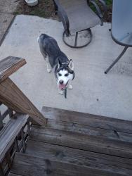 Found/Stray Female Dog last seen Alaska and holly hills, St. Louis, MO 63111