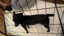 Found/Stray Male Dog last seen Gladstone Street & Lark Ellen, Azusa, CA 91702