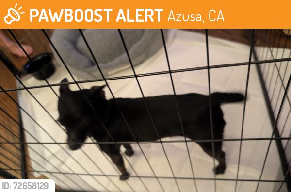 Found/Stray Male Dog last seen Gladstone Street & Lark Ellen, Azusa, CA 91702