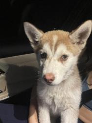 Found/Stray Female Dog last seen Greenleaf Blvd. & Cuzco Ave. near Long Beach Blvd. , Compton, CA 90221