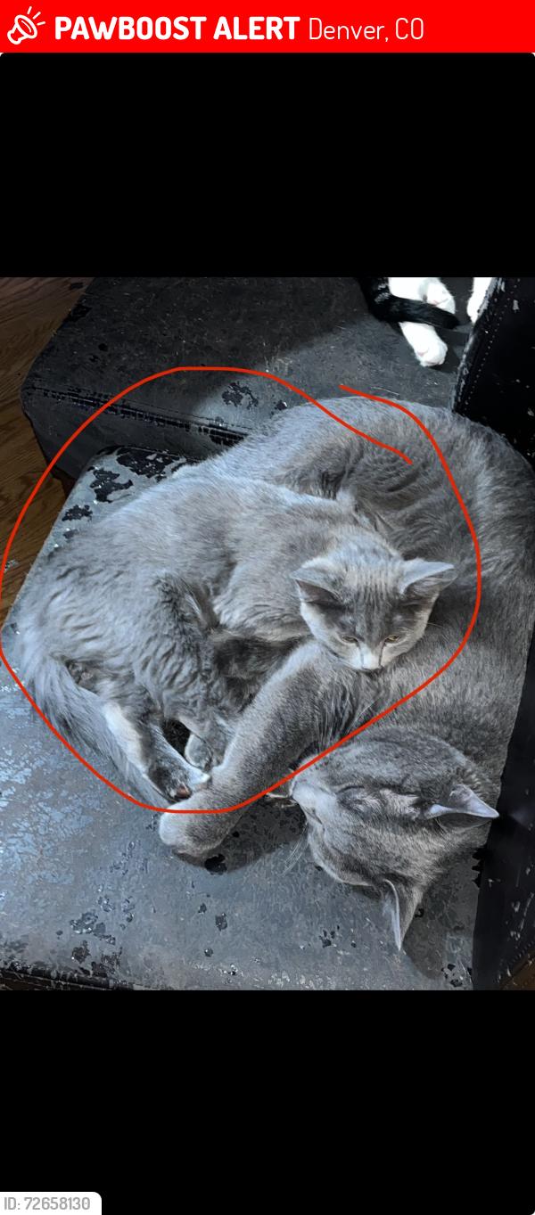 Lost Female Cat last seen Havana and Virginia Ave near drive time, Denver, CO 80247