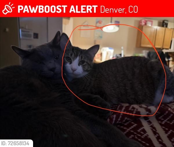 Lost Male Cat last seen Havana and Galena way , Denver, CO 80247