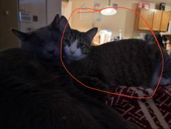 Lost Male Cat last seen Havana and Galena way , Denver, CO 80247