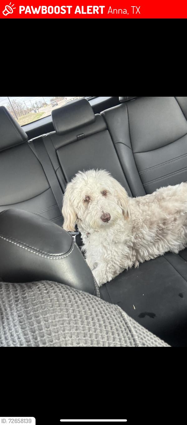 Lost Female Dog last seen Cr 427 and Purdue, Anna, TX 75409