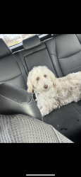 Lost Female Dog last seen Cr 427 and Purdue, Anna, TX 75409