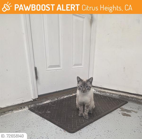 Found/Stray Male Cat last seen Mountainside dr. , Citrus Heights, CA 95621