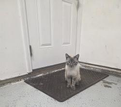 Found/Stray Male Cat last seen Mountainside dr. , Citrus Heights, CA 95621