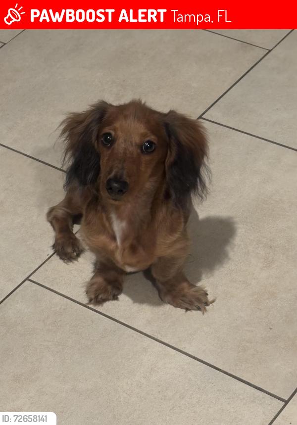 Lost Male Dog last seen George Rd between Hillsborough and memorial , Tampa, FL 33634