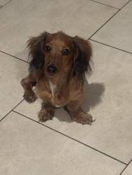 Lost Male Dog last seen George Rd between Hillsborough and memorial , Tampa, FL 33634