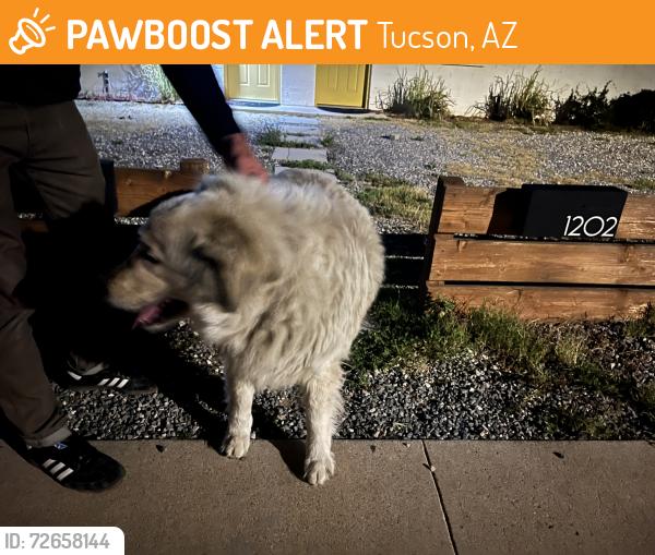 Found/Stray Unknown Dog last seen Westmoreland Ave and Fresno St, Tucson, AZ 85745
