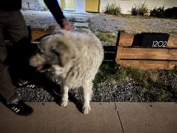 Found/Stray Unknown Dog last seen Westmoreland Ave and Fresno St, Tucson, AZ 85745