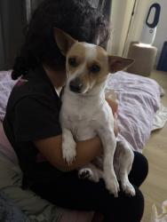 Reunited Female Dog last seen Rowe Avenue , Northfield, SA 5085